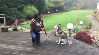 Majestic native flute totally captivates huskies