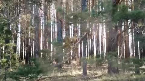 В еловом лесу