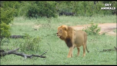 Lion VS Buffalo animal fight