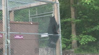 Deft Black Bear Breaks into Dumpster