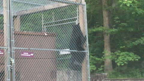 Deft Black Bear Breaks into Dumpster