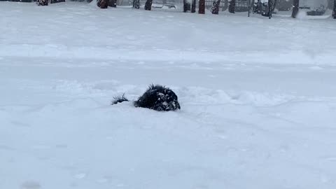 Puppy Dog Plays in Deep Snow