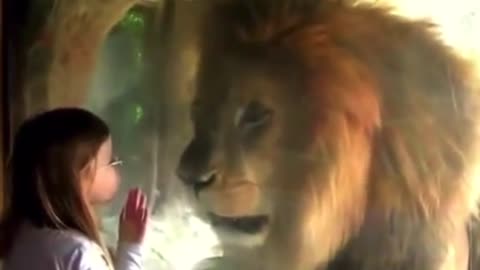 Little Girl laughs and points at lion and it goes berserk!