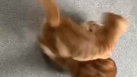 Cat battle