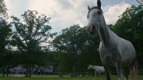 White horse stands proudly in its pasture or meadow at Equestrian Center farm