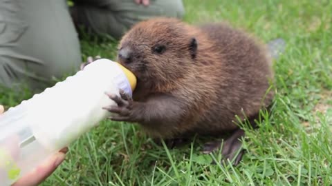baby beaver drinking
