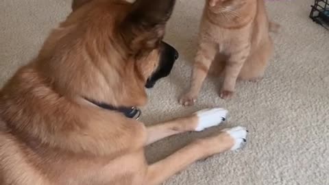 dog got slap by cat, funny animals video