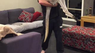 Friendly Kangaroo Gives Kisses Before Bed