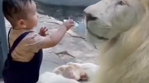 Baby playing with lion Amazing Shocked video | Cute Baby #shorts