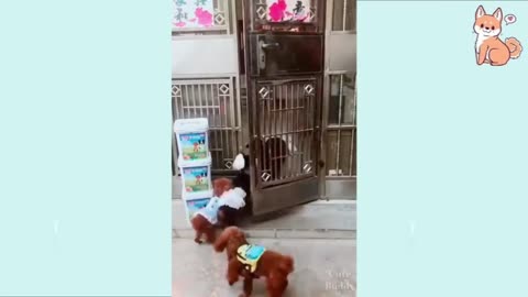 You will laugh at all the Dogs🤣 Funny and smart Dog videos 🤣🐕‍🦺