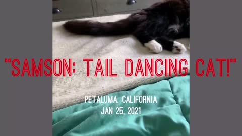 SAMPSON, THE TAIL DANCING CAT