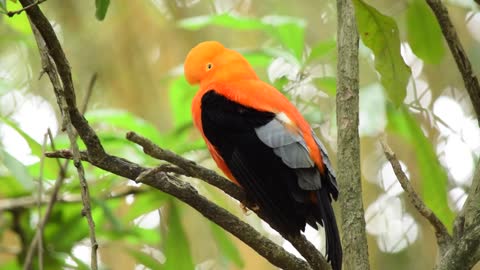 beautiful bird in the world tweeting in the tree branch amazing tweet