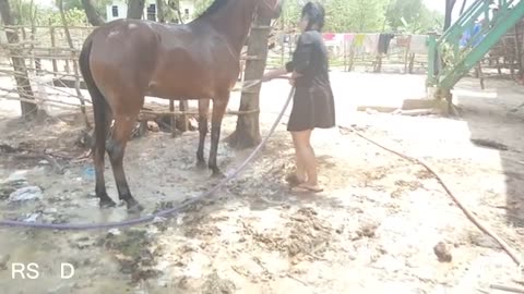 Wow amazing cute girl washing horse at village - How to washing horse