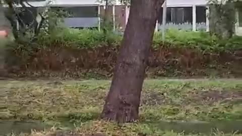 Storm Poly Winds Uproot Tree