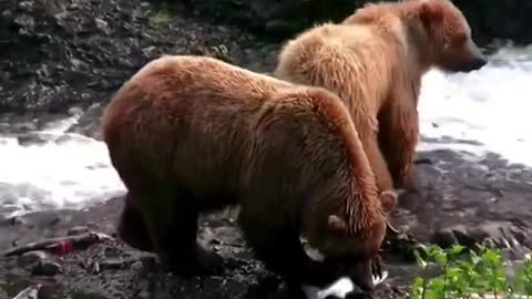 Brown bears fishing