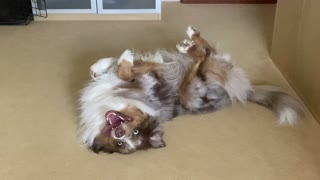 Australian Shepherds are very special dogs