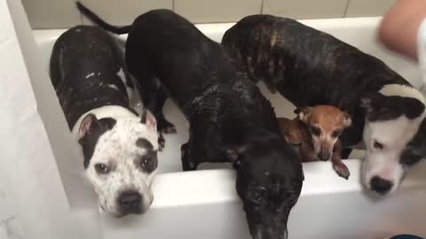He Pours Water On 4 Rescue Babies. But Look Closely Into Their Eyes… So Adorable!