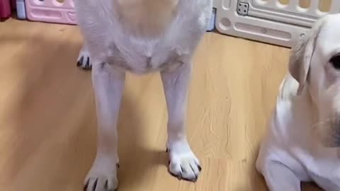 Super funny CUTE DOGS EVER