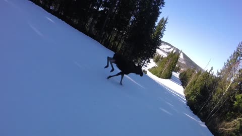 Ski Run Interrupted By Moose