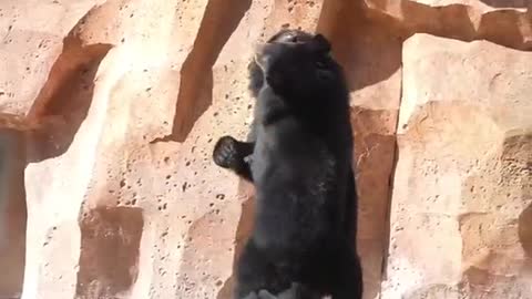 Black bears fight