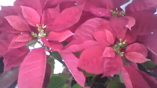 Gorgeous red poinsettia flower in the flower shop, wonderfully beautiful! [Nature & Animals]