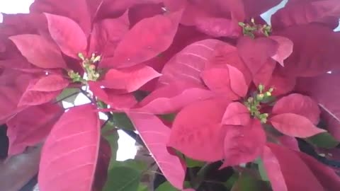 Gorgeous red poinsettia flower in the flower shop, wonderfully beautiful! [Nature & Animals]