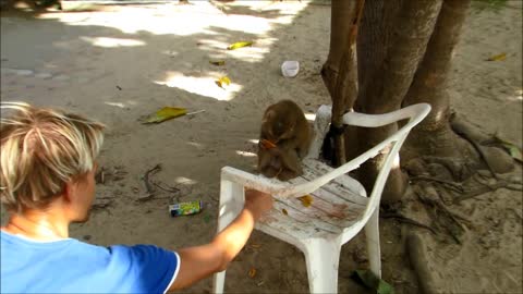 Monkey eating mandarins and drinking apple juice