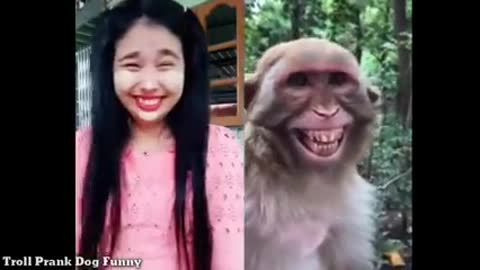 Troll Prank Dog Funny & Fake Snake and fake tiger prank to Monkey, Dog Videos Troll Prank 2022