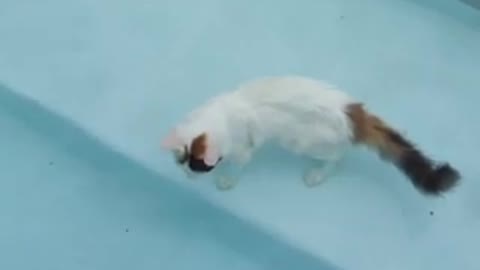 Purring Turkish Van Cat in Pool- Swimming Cats