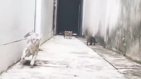 Cats running compitition...