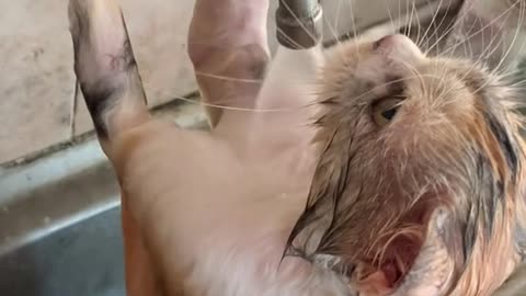 This cat really enjoys bathing