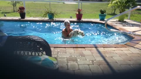 Water-loving Westie refuses to exit pool