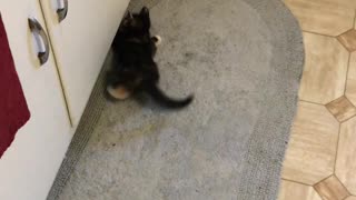 Kittens at play - Georgie the orange floof vs. the shoe