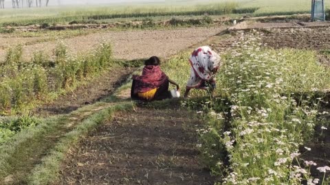 Village Lifestyle | Daily Routine Village Life of India | Beautiful village in Uttar Pradesh