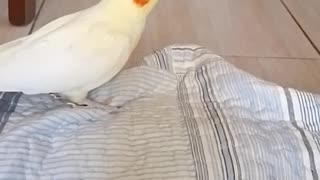 Domestic cockatiel
