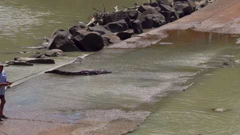 Cranky Crocs Feast on Fish