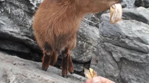 Watch how wild goats love to eat banana peels😁😍