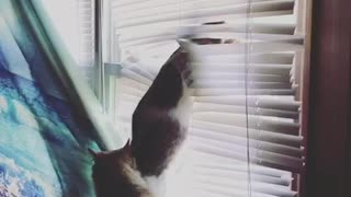 Cat attacks blinds