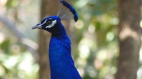 A Curious Peacock