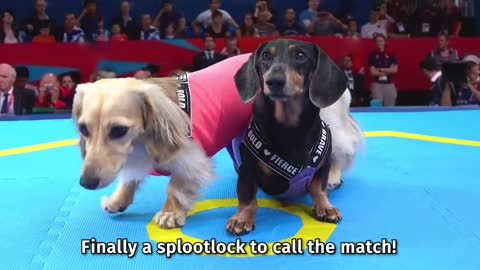 The Wienerlympics! - Cute & Funny Wiener Dog Video!