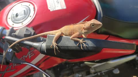 Lizard sun bath on Bike Mirror #Lizard #Arya