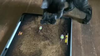 Kitten vs mouse game