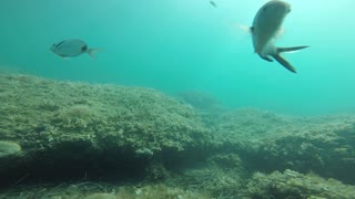 Enjoying the underwater scenery