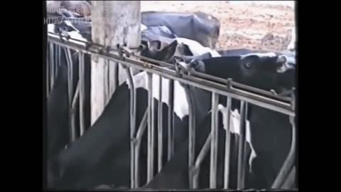 Funny Animal Videos - Smart Cow with Smartness Overloaded