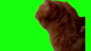 Cat Screaming No | Green Screen