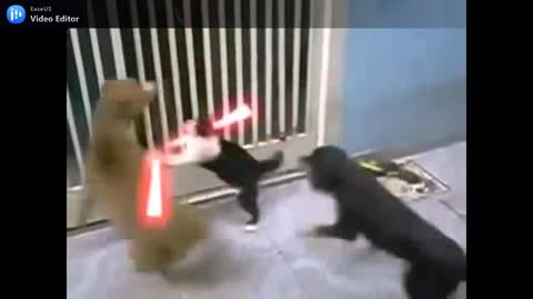 Funny animals Star wars cat against dogs