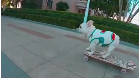 Can This Cute Dog Ride On A Skateboard Or Not