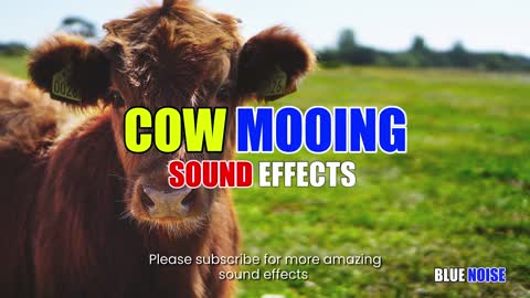 Cow Mooing sound effects