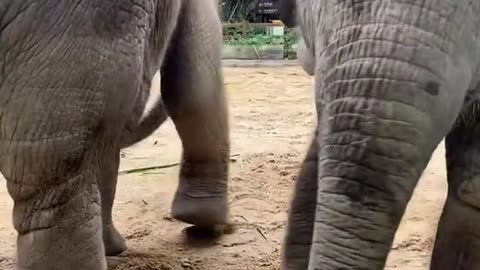 The 6-month-old elephant is very happy to play anything