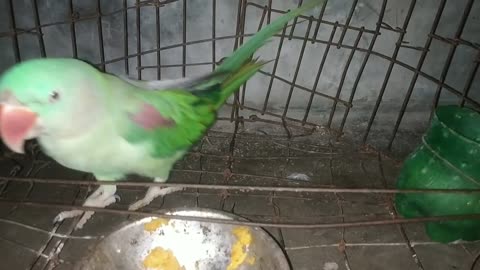 Parrot talking & cry this moment